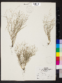 Eragrostis frankii image