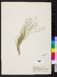 Eragrostis frankii image