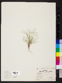 Eragrostis frankii image