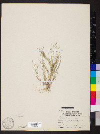 Eragrostis frankii image