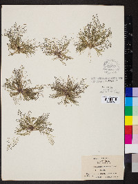 Eragrostis frankii image