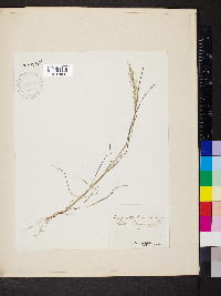 Eragrostis frankii image