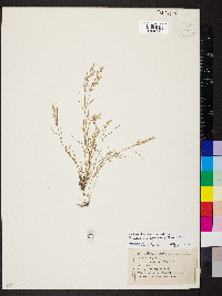 Eragrostis hypnoides image