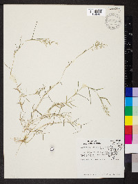 Eragrostis hypnoides image