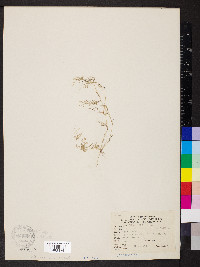 Eragrostis hypnoides image