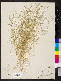 Eragrostis hypnoides image