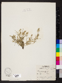 Eragrostis hypnoides image