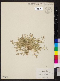 Eragrostis hypnoides image