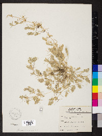 Eragrostis hypnoides image