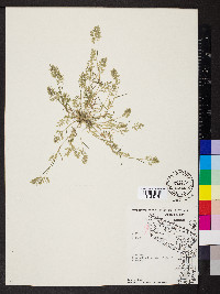 Eragrostis hypnoides image