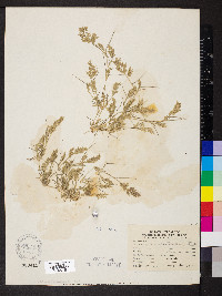 Eragrostis hypnoides image