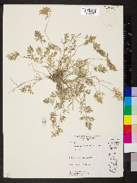 Eragrostis hypnoides image