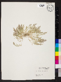 Eragrostis hypnoides image