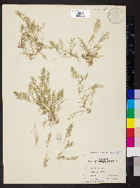 Eragrostis hypnoides image