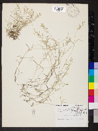 Eragrostis hypnoides image