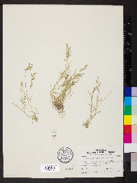 Eragrostis hypnoides image