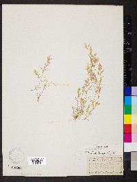 Eragrostis hypnoides image