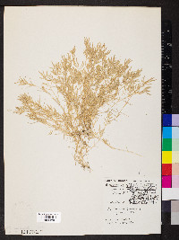 Eragrostis hypnoides image