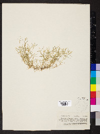 Eragrostis hypnoides image