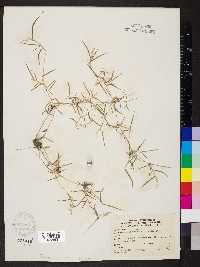 Eragrostis hypnoides image