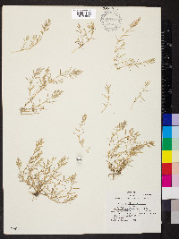 Eragrostis hypnoides image