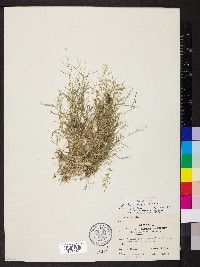 Eragrostis hypnoides image