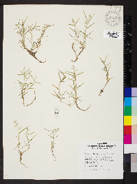 Eragrostis hypnoides image