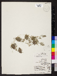 Eragrostis hypnoides image