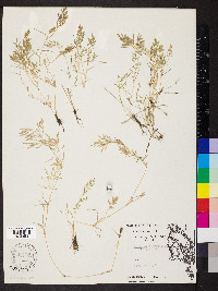 Eragrostis hypnoides image