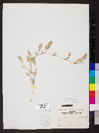 Eragrostis hypnoides image