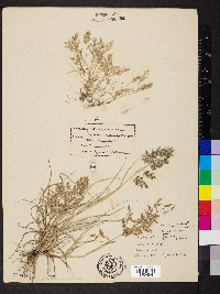 Eragrostis hypnoides image