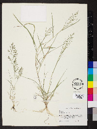 Eragrostis minor image