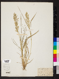 Eragrostis minor image