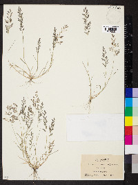 Eragrostis minor image