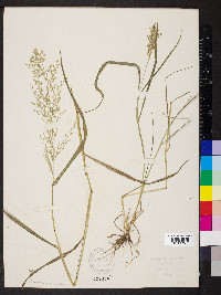 Eragrostis minor image