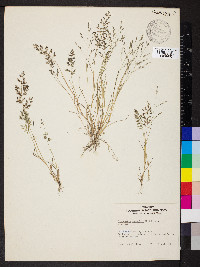 Eragrostis minor image