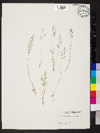 Eragrostis minor image