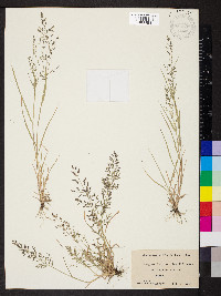 Eragrostis minor image