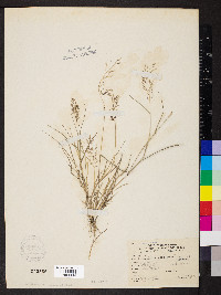 Eragrostis minor image