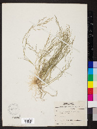 Eragrostis minor image