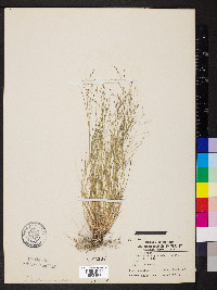 Eragrostis minor image