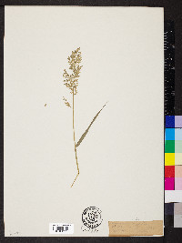 Eragrostis minor image