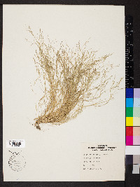 Eragrostis pilosa image