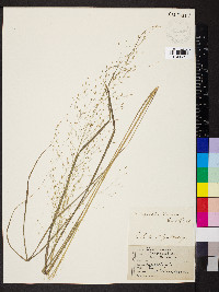 Eragrostis trichodes image