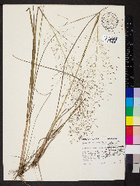 Eragrostis trichodes image