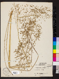 Eragrostis trichodes image