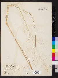 Eragrostis trichodes image