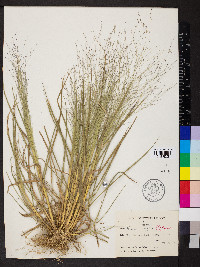 Eragrostis capillaris image