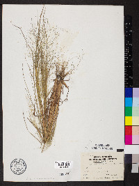 Eragrostis capillaris image