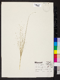 Eragrostis capillaris image